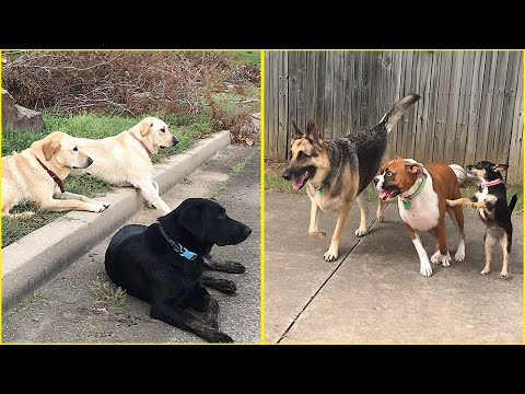 through-the-fence-|-lab-pack-vs-water-dogs