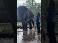 Very gentle Iplock asking for water 😍🐘❤️ #elephant #keffamily #babyelephant #kef #chimean