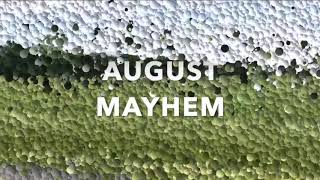 August Mayhem - Brain Forest