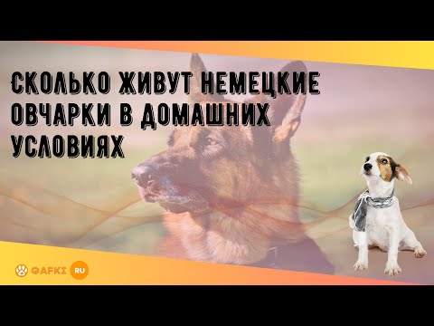 Сколько живут немецкие овчарки в домашних условиях