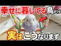 【保存版】飼い主との暮らしが幸せ過ぎる時にだけ見せる5つのサイン【鳥雑学】