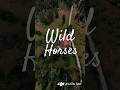 I found wild horses with my DJI Avata 360 #dji #avata360 #wildhorses #countryside #farmlife