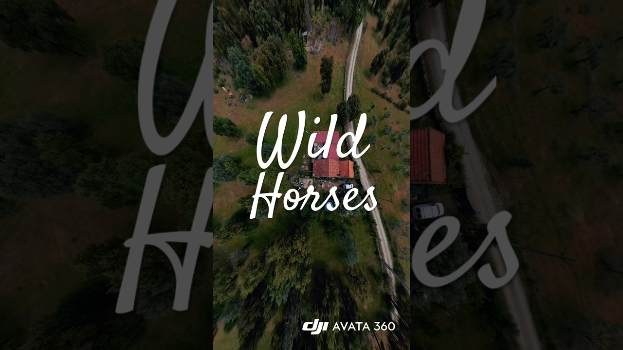 I found wild horses with my DJI Avata 360 #dji #avata360 #wildhorses #countryside #farmlife