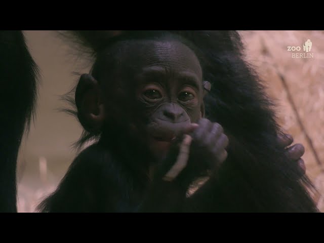 Bonobo - B2  Bonobo