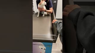 Cute movement of Peter before he left me! Milo need a check up!A sad fair well ! @Nga Tran Canada by Nga Tran Canada 137 views 10 months ago 6 minutes, 55 seconds