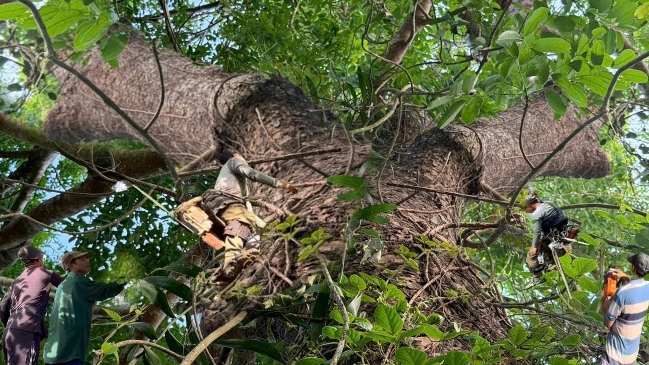 Cưa Cây Sà Cừ Khủng Lồ, Tàn Khủng Um Tùm Dây Leo, Ở Đồng Nai, Cưa Kỹ Thuật, 375