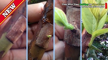 Budding On Guava Tree Time After Time by Grafting Examples