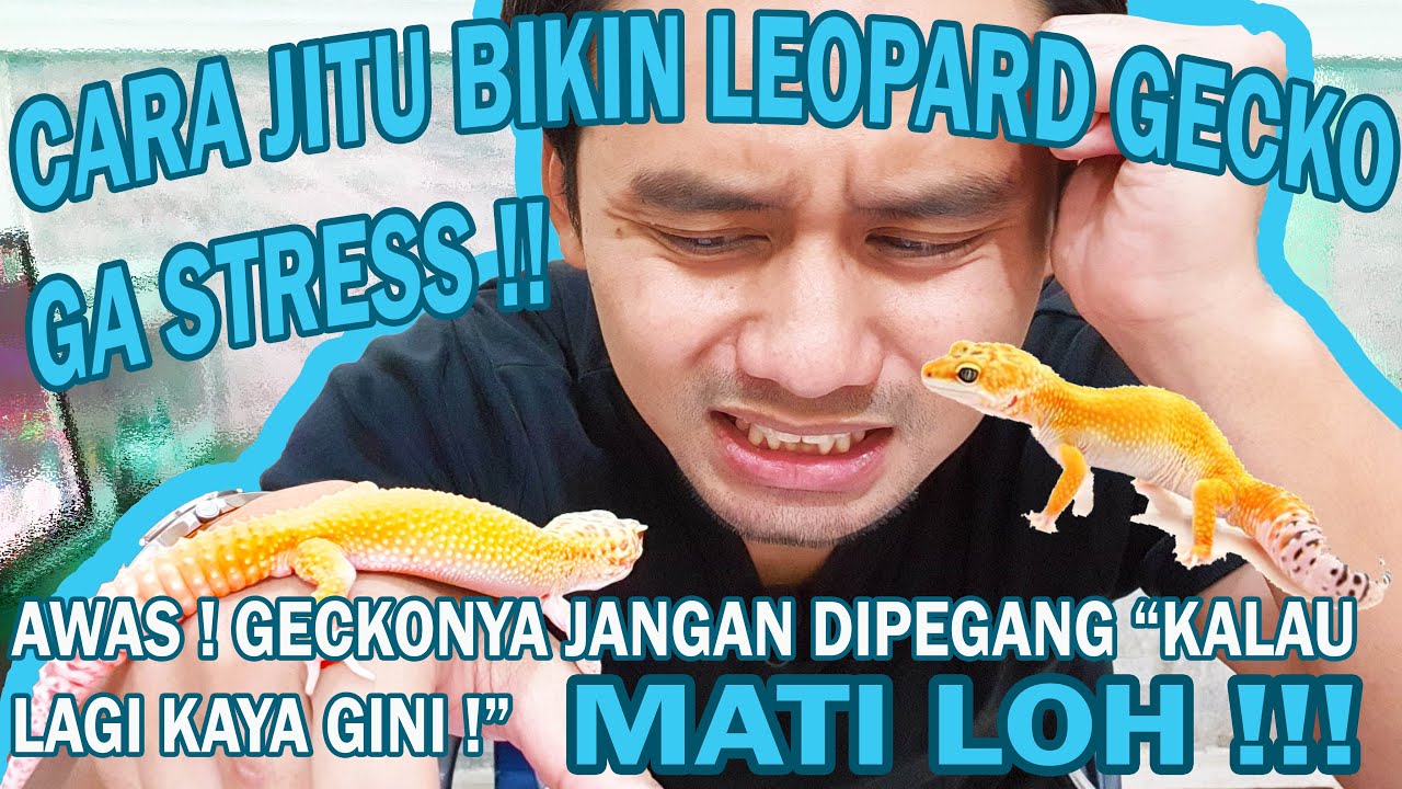 Cara Bikin LEOPARD GECKO Tidak STRES!
