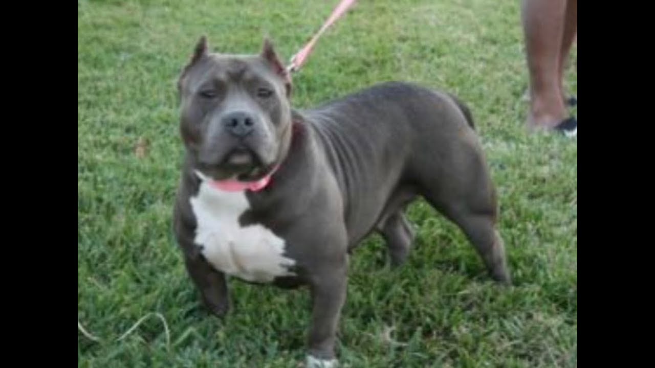 american bully razor edge