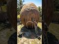 I BUILT a SECRET HOUSE INSIDE a GIANT COCONUT 🥥🏝️#shorts #diy #epicrevival