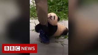 Panda cub Fu Bao clings on to zookeeper's leg - BBC News