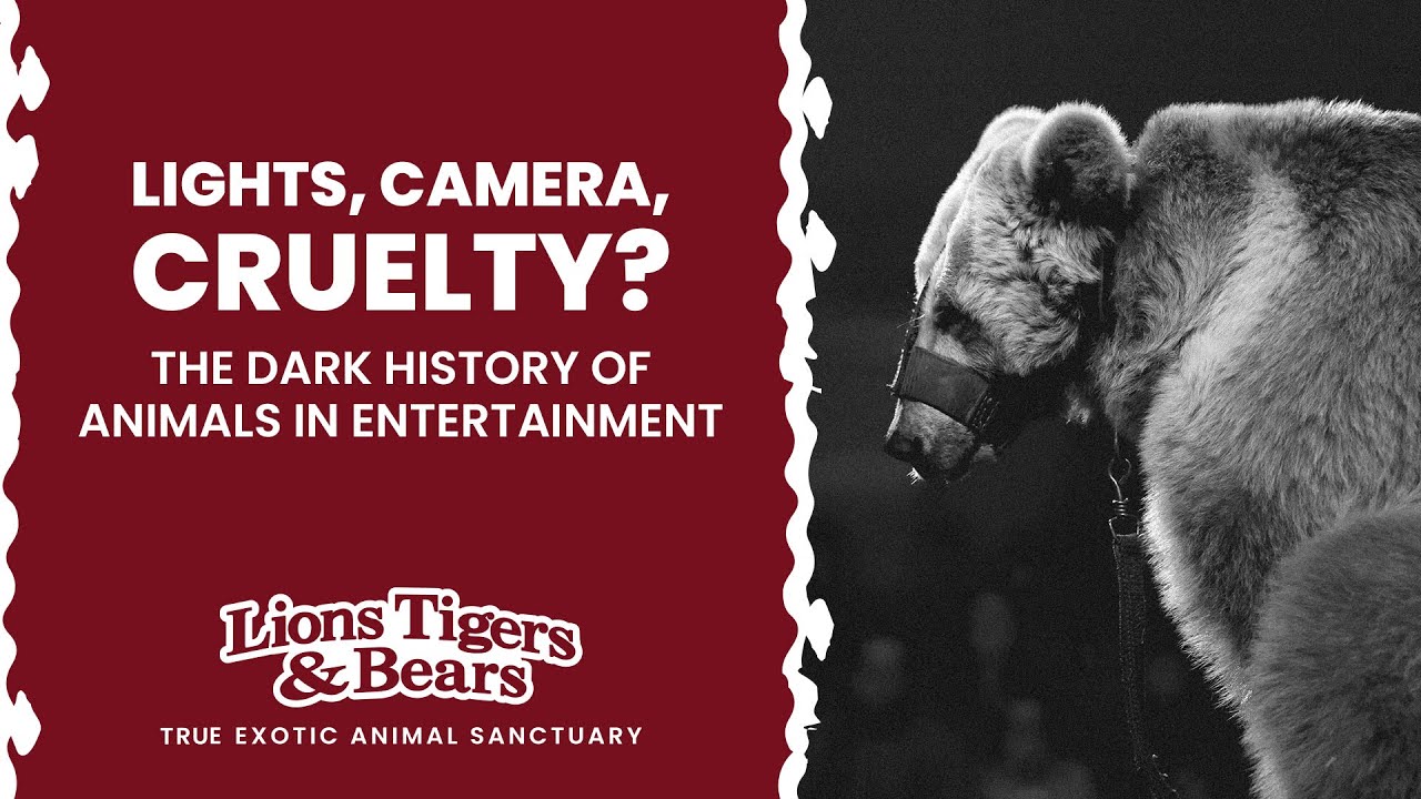 Lights, Camera, Cruelty? The Dark History of Animals in Entertainment -  Lions Tigers and Bears, image size:1280x720