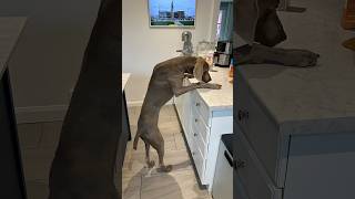 Asher caught red handed counter surfing! I turned around for only a second! #weimaraner #dogs