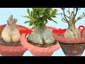 Adenium Bonsai Caudex is Shrinking || How to Revive