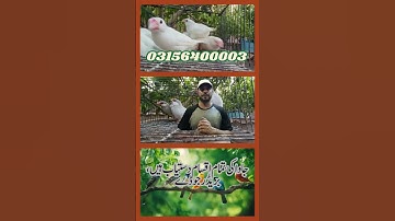 Fawn Sparrow Breeding tips , Java Sparrow , Java Finch , White Java , Silver Java