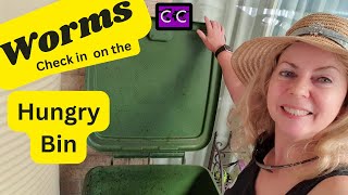 Worms- Hungry Bin check up.