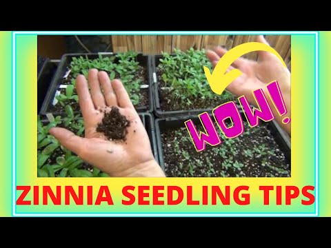 Do Zinnia Flower Seedlings Varieties Look the Same?/ Zinnia Tips