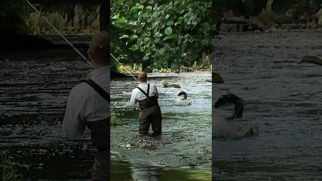 Mörrum River MacNab  