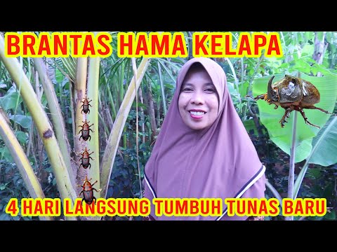 Video: Hama Buah Plum. Kumbang Kulit Kayu