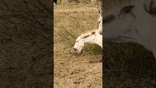 donkey animals youtubeshorts shortvideo jungle janwar