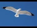 山内惠介「別れの磯千鳥(近江俊郎)」Farewell Plovers