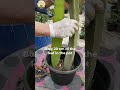 👉 Can You Really Grow Dragon Fruit from a Leaf? #garden #plantstory
