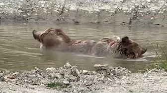 The pond had to be drained and cleaned 4the bears. Jenny HAD to go in with just inches of rain in it thumbnail