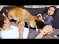 柴犬と２歳児が激しく遊んだらパパが襲われる結果になった｜犬と子供のvlog