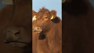 Flesh-eating screwworm confirmed in Texas for the first time
