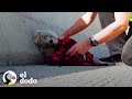 Chico detiene el tráfico de Los Ángeles para rescatar a un cachorro herido de la autopista | El Dodo