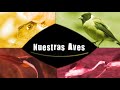 Nuestras Aves (Trailer)