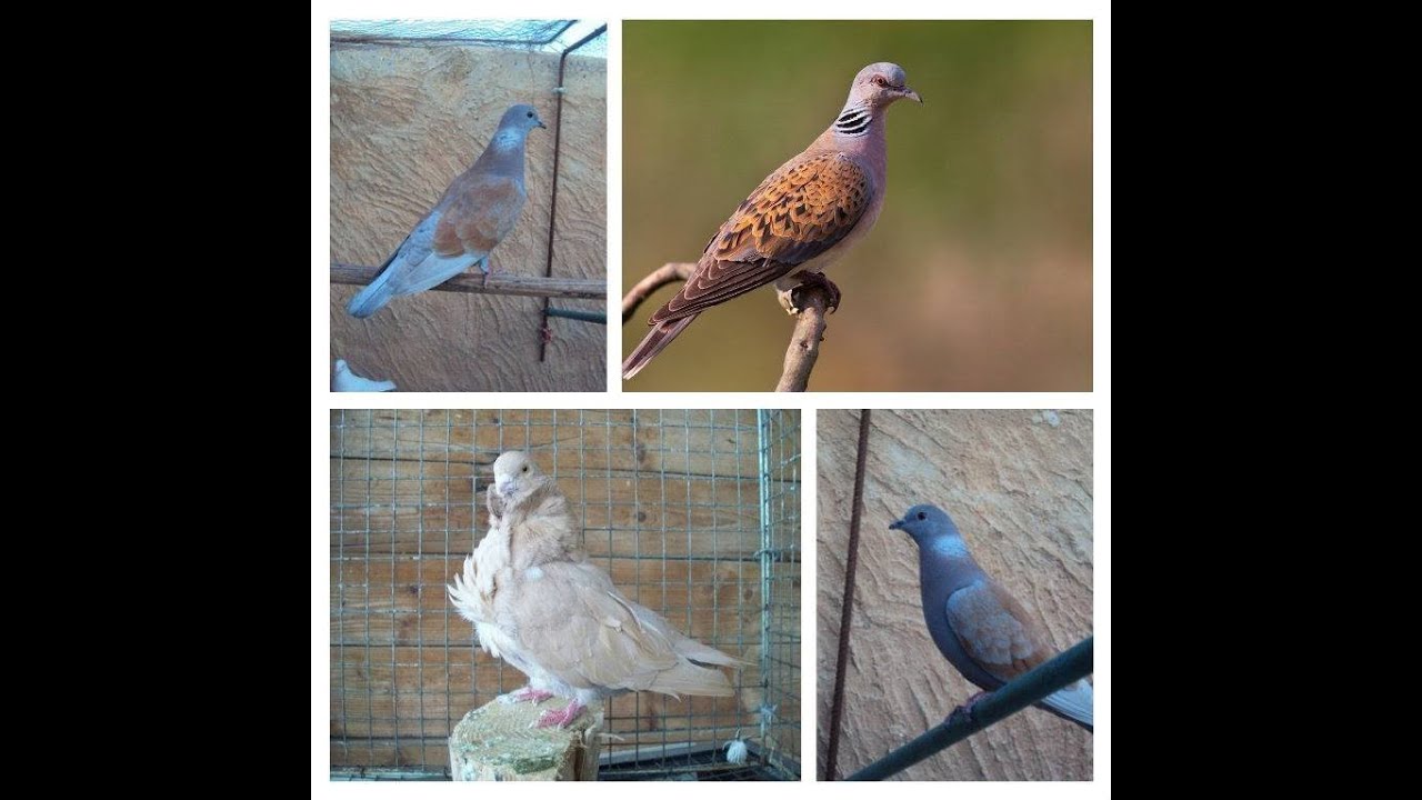 Pigeon-European Turtle Dove Hybrid Male Courting Sound and Excitement Sound