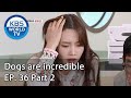 Dogs are incredible | 개는 훌륭하다 EP.36 Part 2 [SUB : ENG,CHN/2020.07.29]