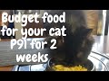 Homemade cat food | Cat food para mabilis tumaba ang CAT nyu | Wet cat food Boiled Egg and Squash
