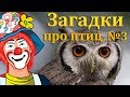 загадки про птиц - Загадки.РФ