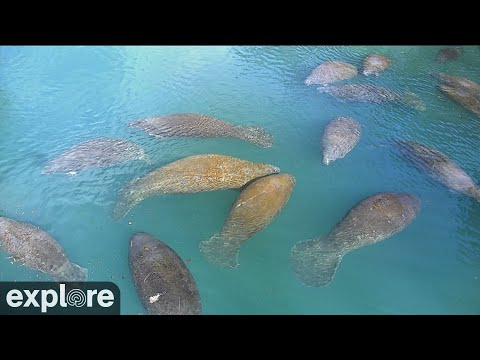 Homosassa Springs Above Water Manatees powered by EXPLORE.org