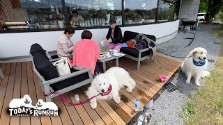 家族みんなでテラスランチをしたルンルンとアランです　Great Pyrenees　グレートピレニーズ