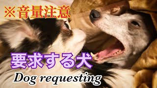 【音量注意】要求する犬 ～Dog requesting～【鳴き声】【イタグレ】