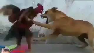 معركة بين الكلب والديك (شاهد موت من الضحك )