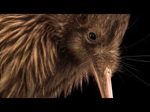 Vidéo: Le kiwi est un oiseau qui ne peut pas voler