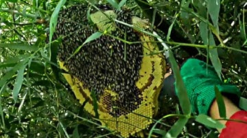 tổ ong ruồi núp rất kín ở bụi tre gai