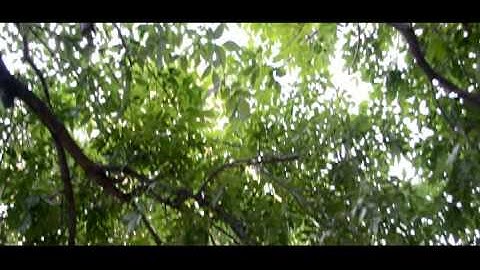 Nikon D3100 with 52mm Circular Polarizer Cinematic test video