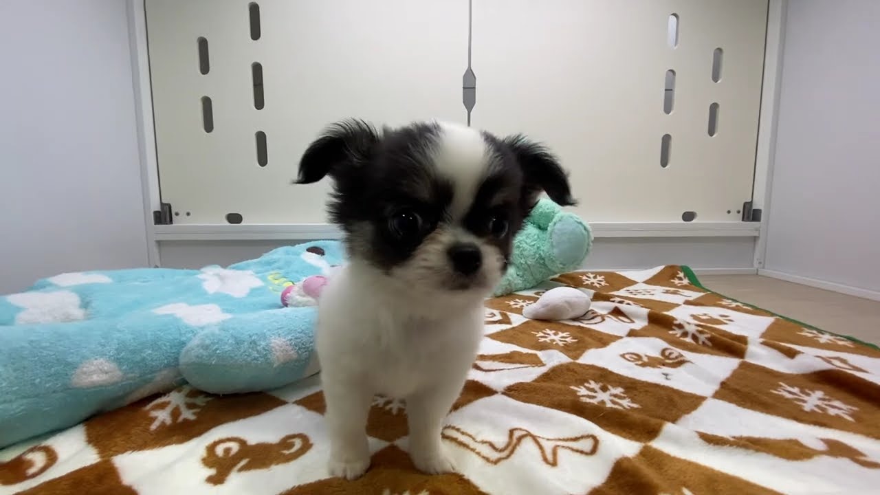 ☆懐っこいチワワちゃんデビュー☆ - YouTube