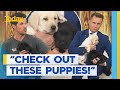 Guide dogs take over the Today studio | Today Show Australia