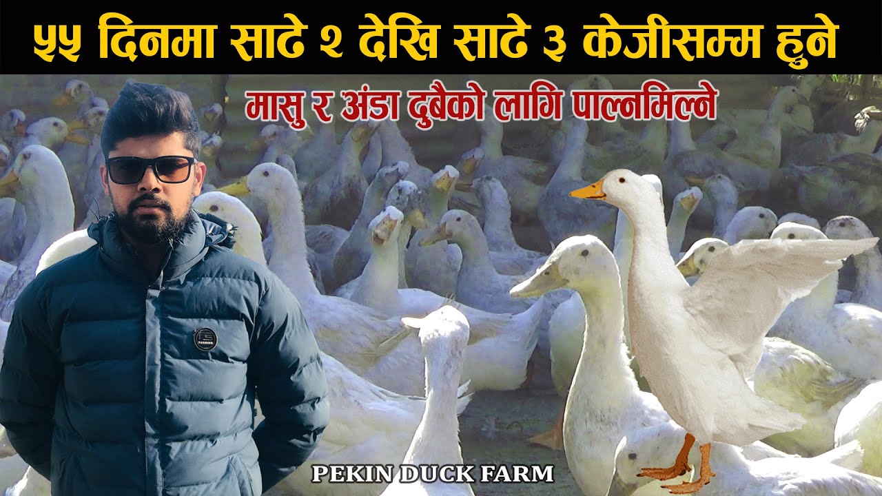 मासु र अंडा दुबैको लागि पाल्नमिल्ने | Duck Farming Business Ideas | Poultry Farm Business Plan 