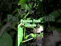 Passion Fruit Lizards