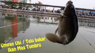 Umpan Ikan Mas Tombro bahan dasar Ubi Telo Bakar, langsung tes di kolam