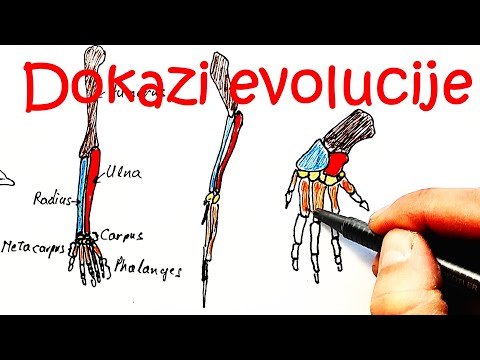 Video: Kako komparativna embriologija pruža dokaze za evoluciju?