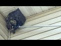 How cowleys safely removes a bald faced hornets nest