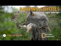 Barking Coyotes Running Around Me Protecting Their Territory - Amazing Footage and Relaxing Music